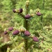 Black Spruce - Photo (c) dohertyr, all rights reserved