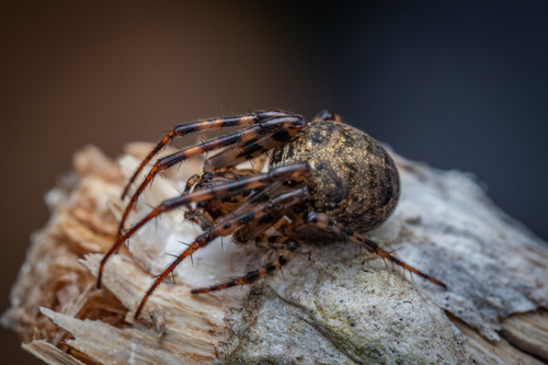 Shaded Orbweaver