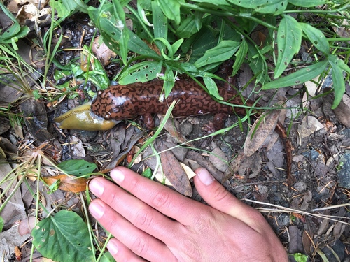 California Giant Salamander