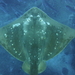 Smalleye Stingray - Photo (c) rossnewb, all rights reserved, uploaded by rossnewb