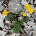 Ranunculus breyninus - Photo (c) Fero Bednar, todos los derechos reservados, subido por Fero Bednar