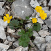 Ranunculus breyninus - Photo 由 Fero Bednar 所上傳的 (c) Fero Bednar，保留所有權利