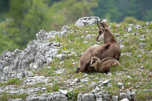 Northern Chamois