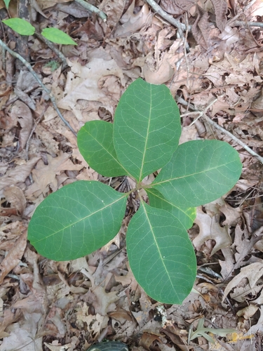 redring milkweed
