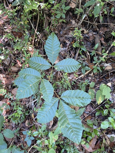 Thouinia striata Radlk.