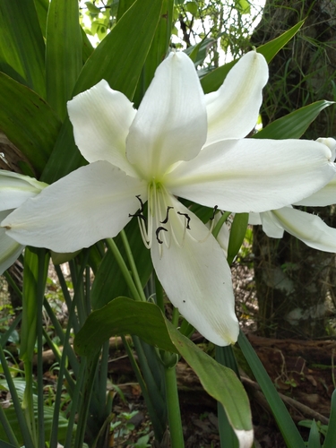 Crinum jagus