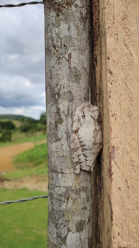 Blacksmith Tree Frog