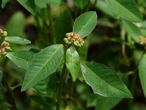 painted spurge