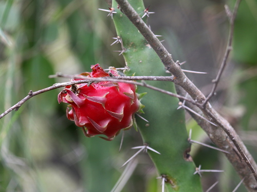 Giant Red Dragon Apple Cactus