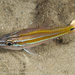 Whiteline Cardinalfish - Photo (c) Deb Aston, all rights reserved, uploaded by Deb Aston