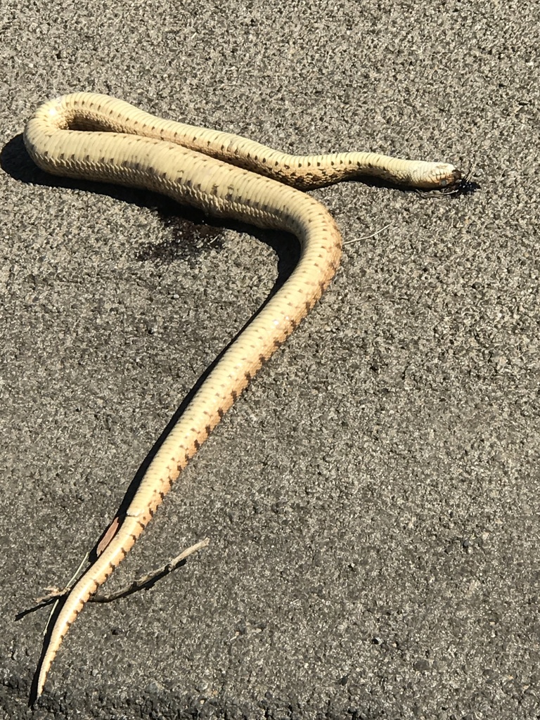 Gopher Snake from 58th St, Lubbock, TX, US on June 07, 2020 at 05:35 PM ...