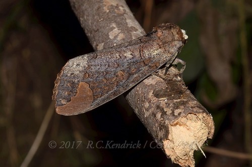 Phalera grotei Moore, 1859