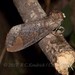 Grote's Buff-Tip - Photo (c) Roger C. Kendrick, all rights reserved, uploaded by Roger C. Kendrick