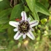 Passiflora indecora - Photo (c) Gabo Jara, todos los derechos reservados, subido por Gabo Jara