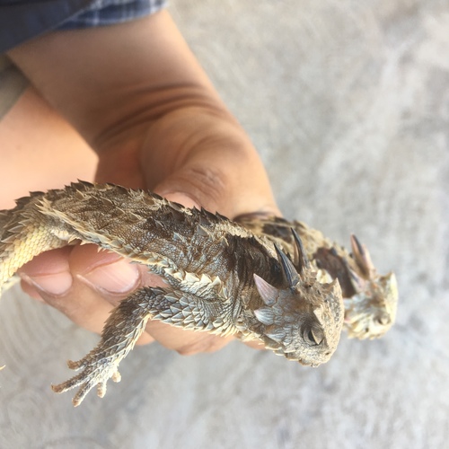 Cedros Island Horned Lizard