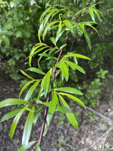 Salix arbusculoides Andersson