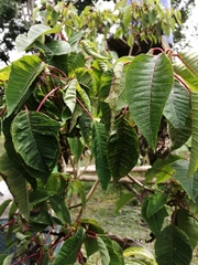 Euphorbia pulcherrima image
