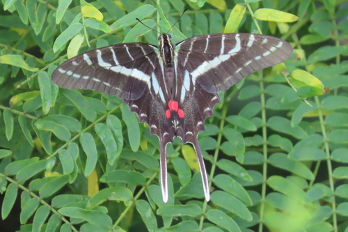 Dark Kite-Swallowtail