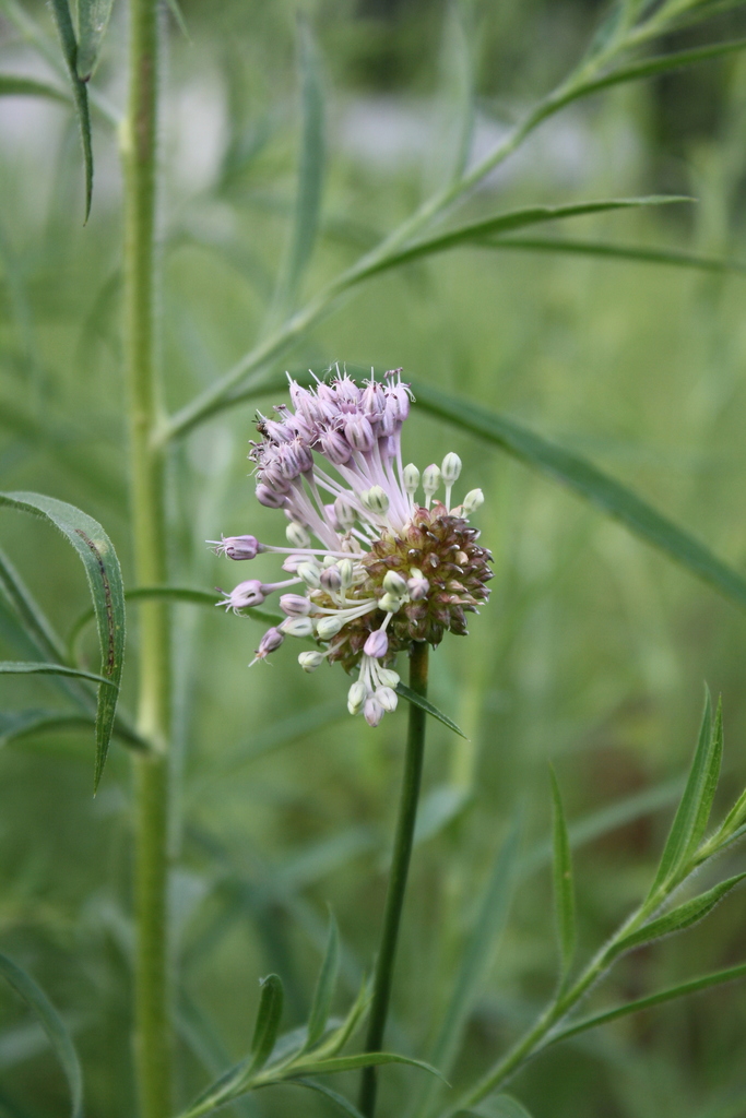 Allium vineale
