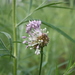 Allium vineale - Photo (c) J. Kevin England, כל הזכויות שמורות, uploaded by J. Kevin England