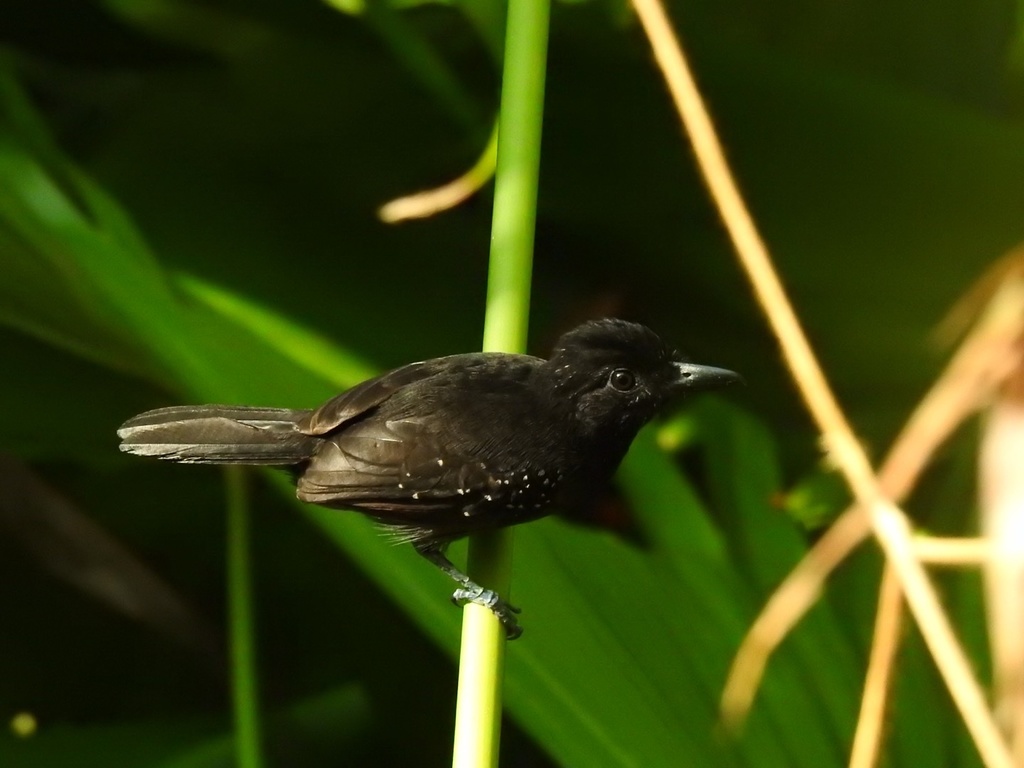 Black-hooded Antshrike (Thamnophilus bridgesi) photo
