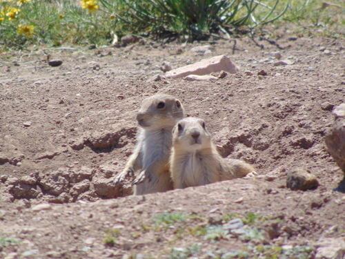 Mexican Prairie Dog
