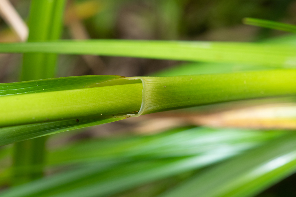 Scirpus rosthornii (Scirpus rosthornii)