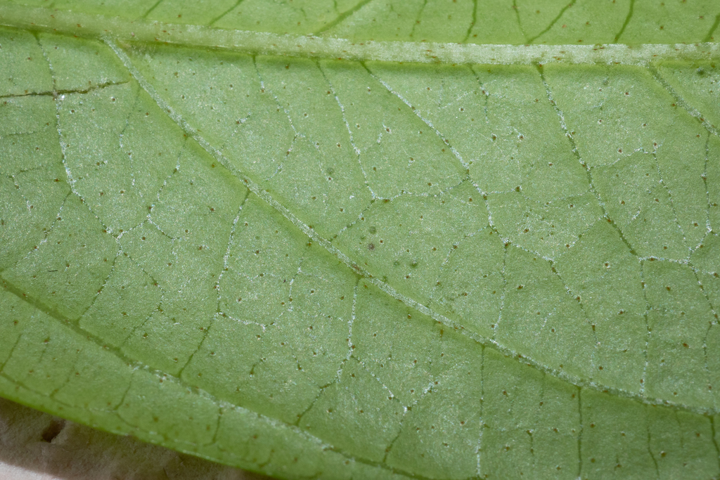 Urceola quintaretii (Urceola quintaretii)