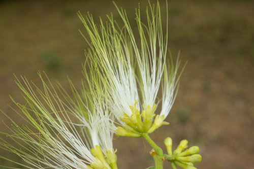 Albizia chinensis (Osbeck) Merr.