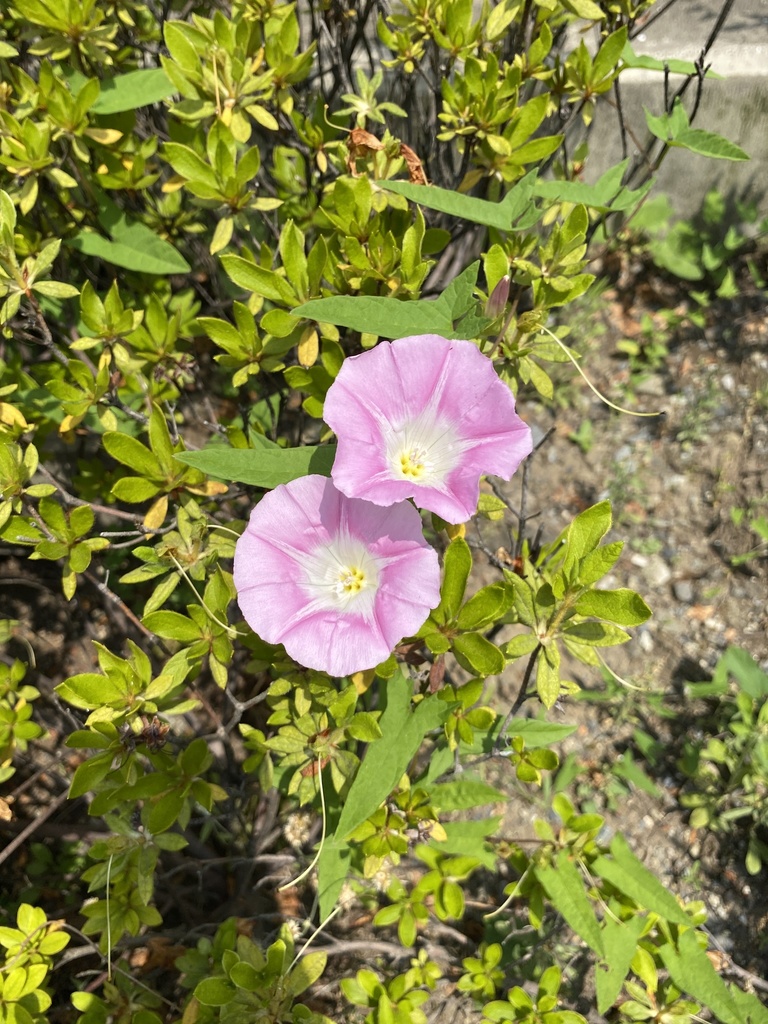 Japanese bindweed