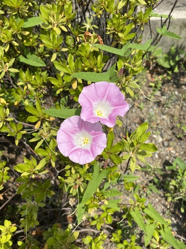 Wallich's bindweed (Convolvulus wallichianus)