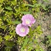 Japanese False Bindweed - Photo (c) Michael Black, all rights reserved, uploaded by Michael Black