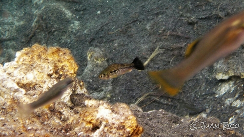 Tessellated Killifish