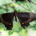 Yucatan Swallowtail - Photo (c) Ernesto Gómez, all rights reserved, uploaded by Ernesto Gómez