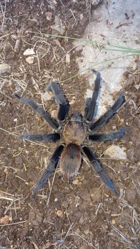 Texas Brown Tarantula