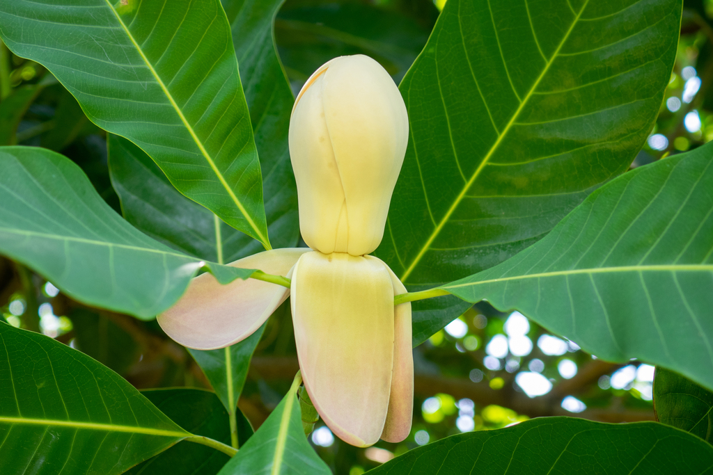Magnolia hodgsonii (Magnolia hodgsonii)