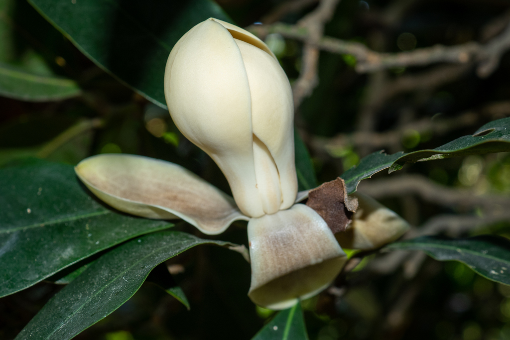 Magnolia albosericea (Magnolia albosericea)