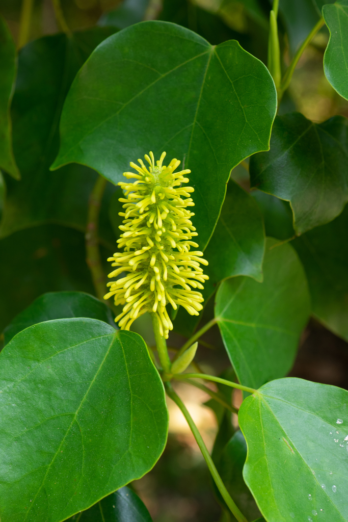 Mytilaria laosensis (Mytilaria laosensis)