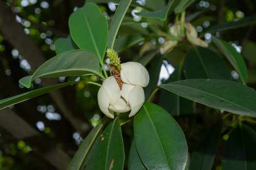 Magnolia shiluensis