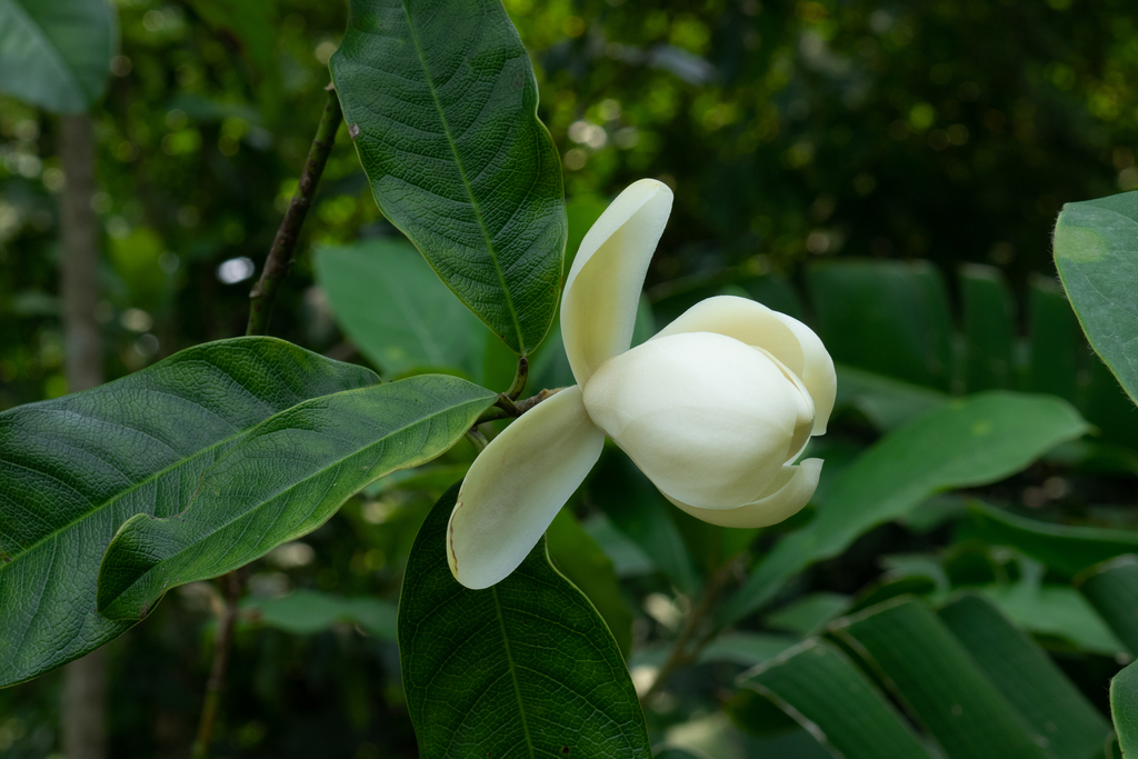 Magnolia odoratissima (Magnolia odoratissima)
