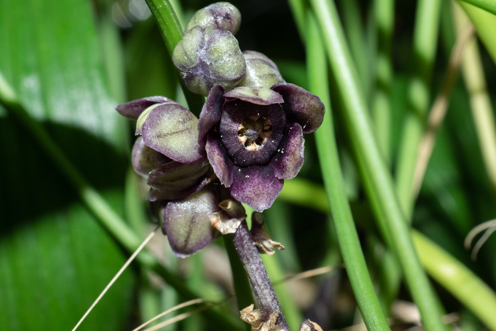 Peliosanthes yunnanensis (Peliosanthes yunnanensis)