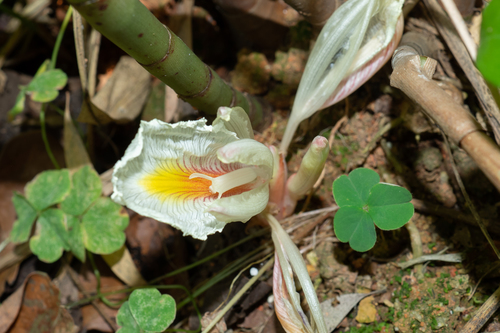 Amomum longipetiolatum
