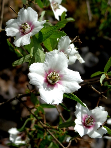 spotted mock orange (Philadelphus maculatus)