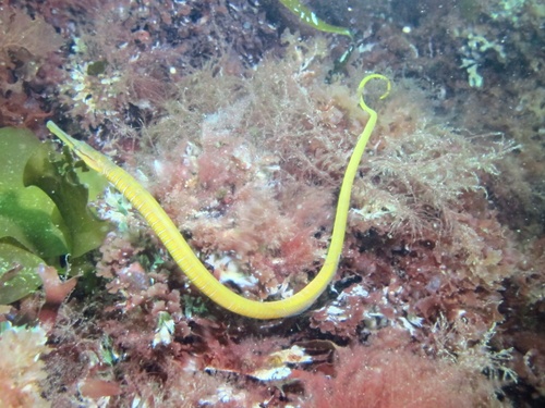 Snake Pipefish