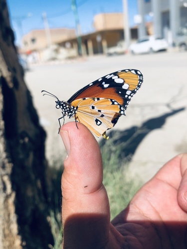 Plain Tiger Butterfly