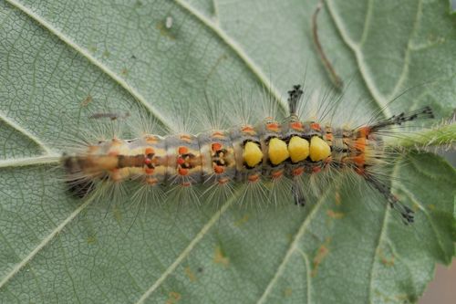 Rusty Tussock Moth