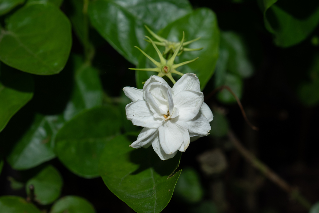 Jasminum sambac