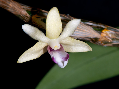 Dendrobium bicolense · iNaturalist