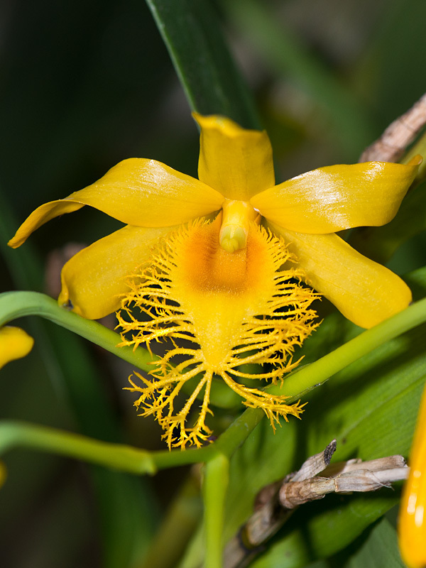 Dendrobium brymerianum (Dendrobium brymerianum)