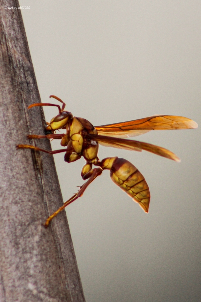 Executioner wasp